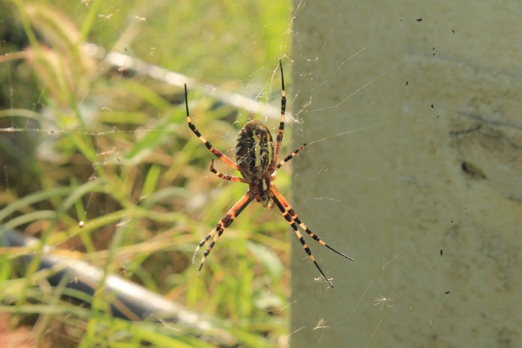 Argiope bruennichi - Cervia (RA)