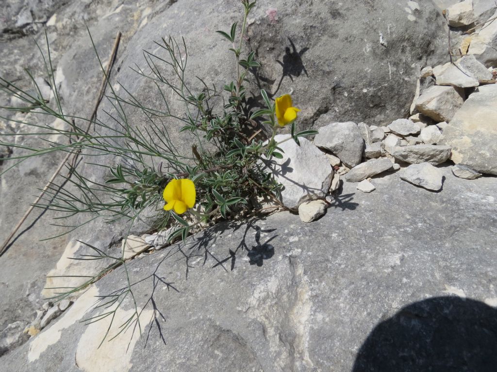 Argyrolobium zanonii / Citiso argenteo