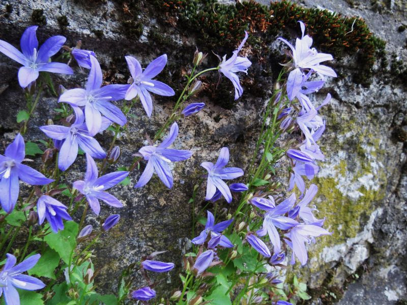 campanula da identificare