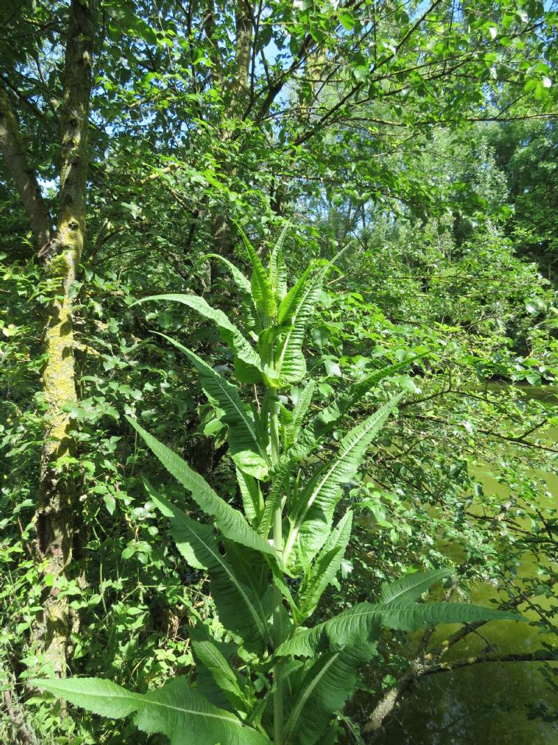 Dipsacus fullonum