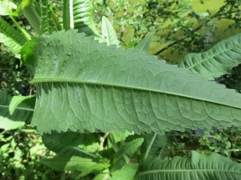 Dipsacus fullonum