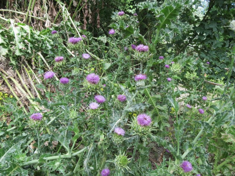 Silybum marianum