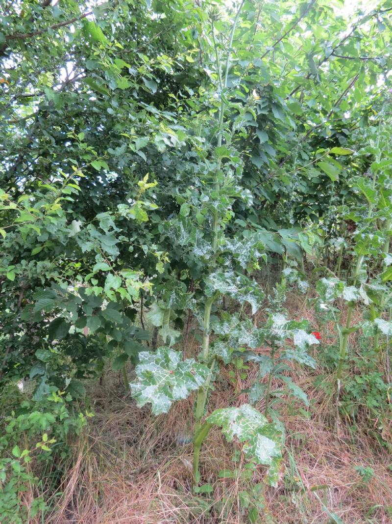 Silybum marianum