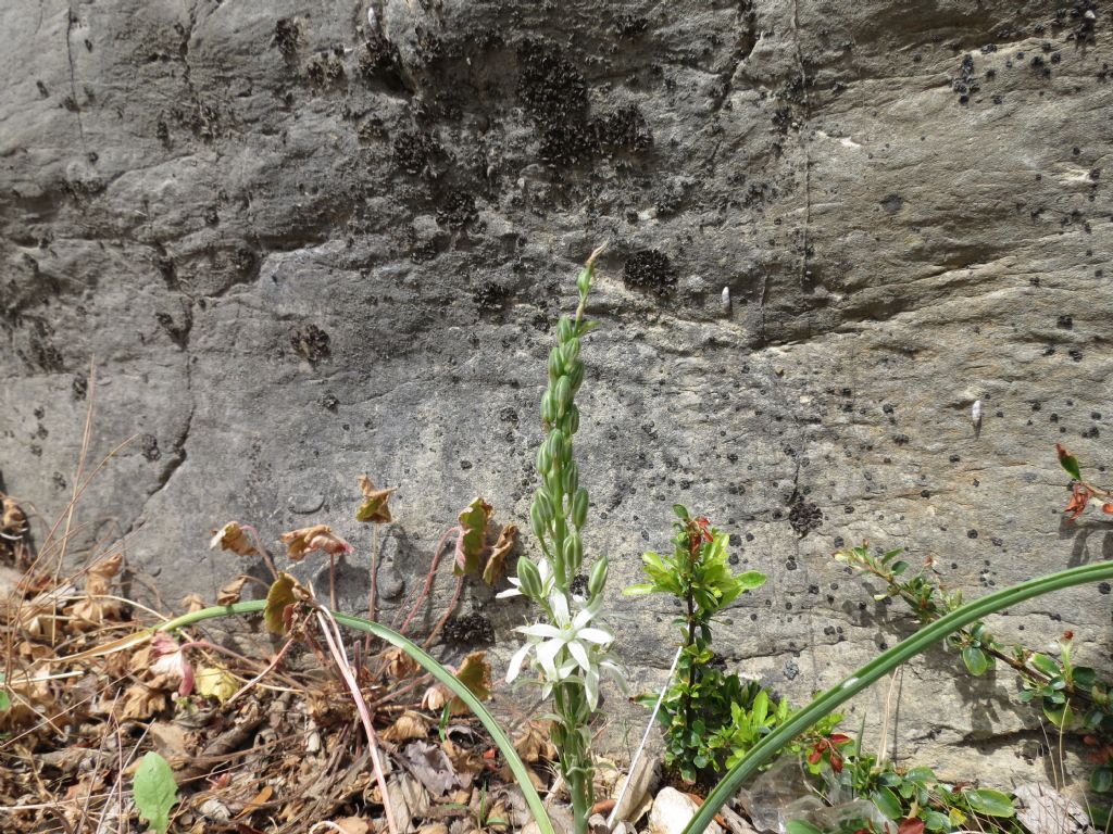 Loncomelos narbonensis