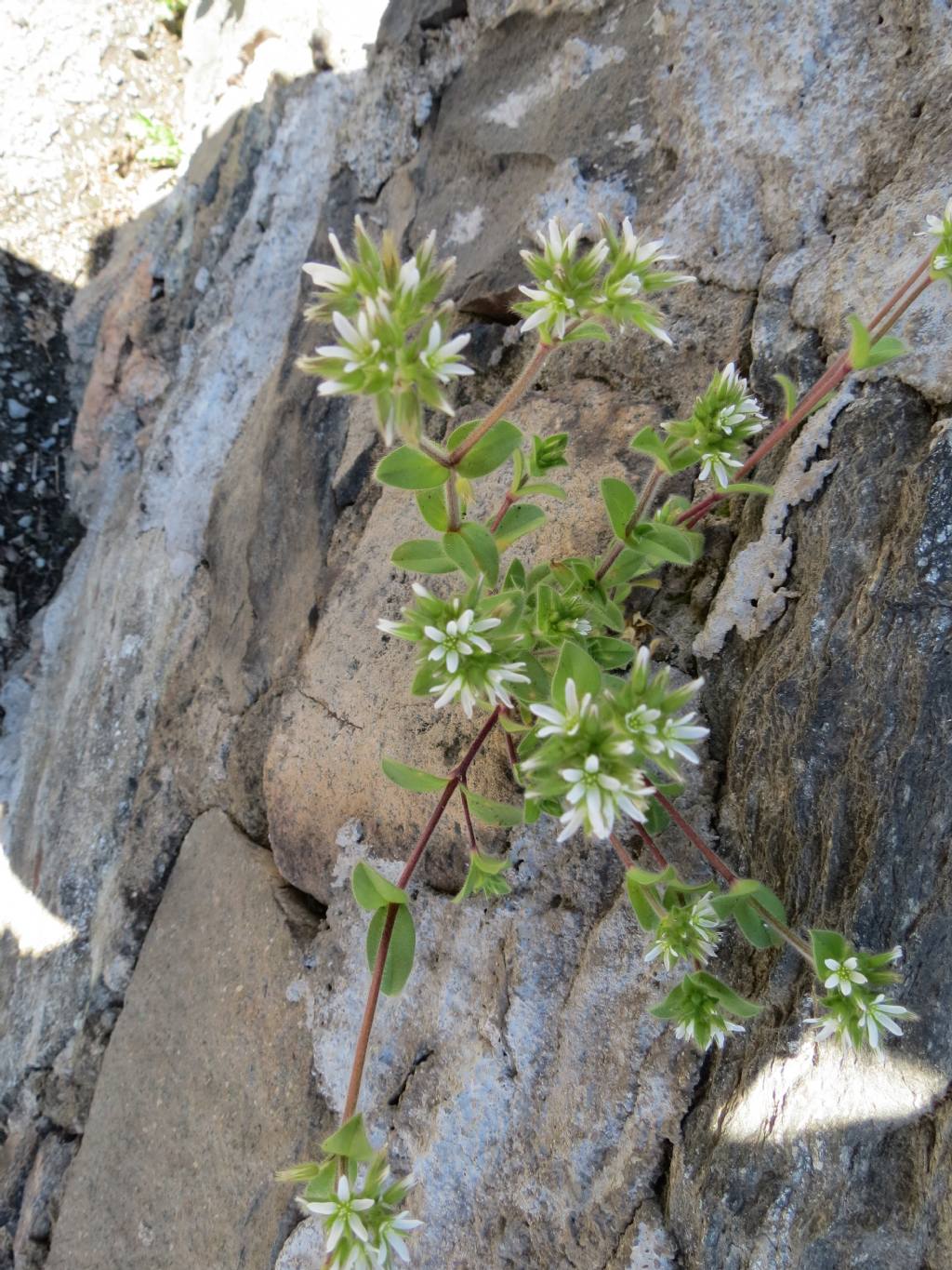 Cerastium glomeratum