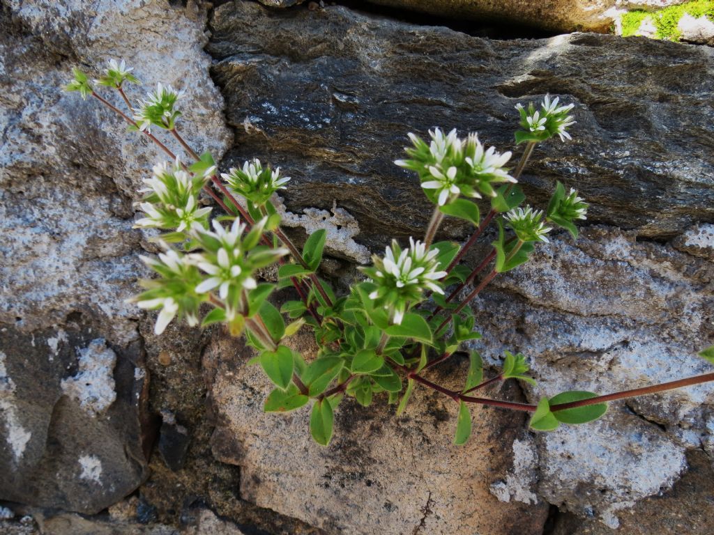 Cerastium glomeratum
