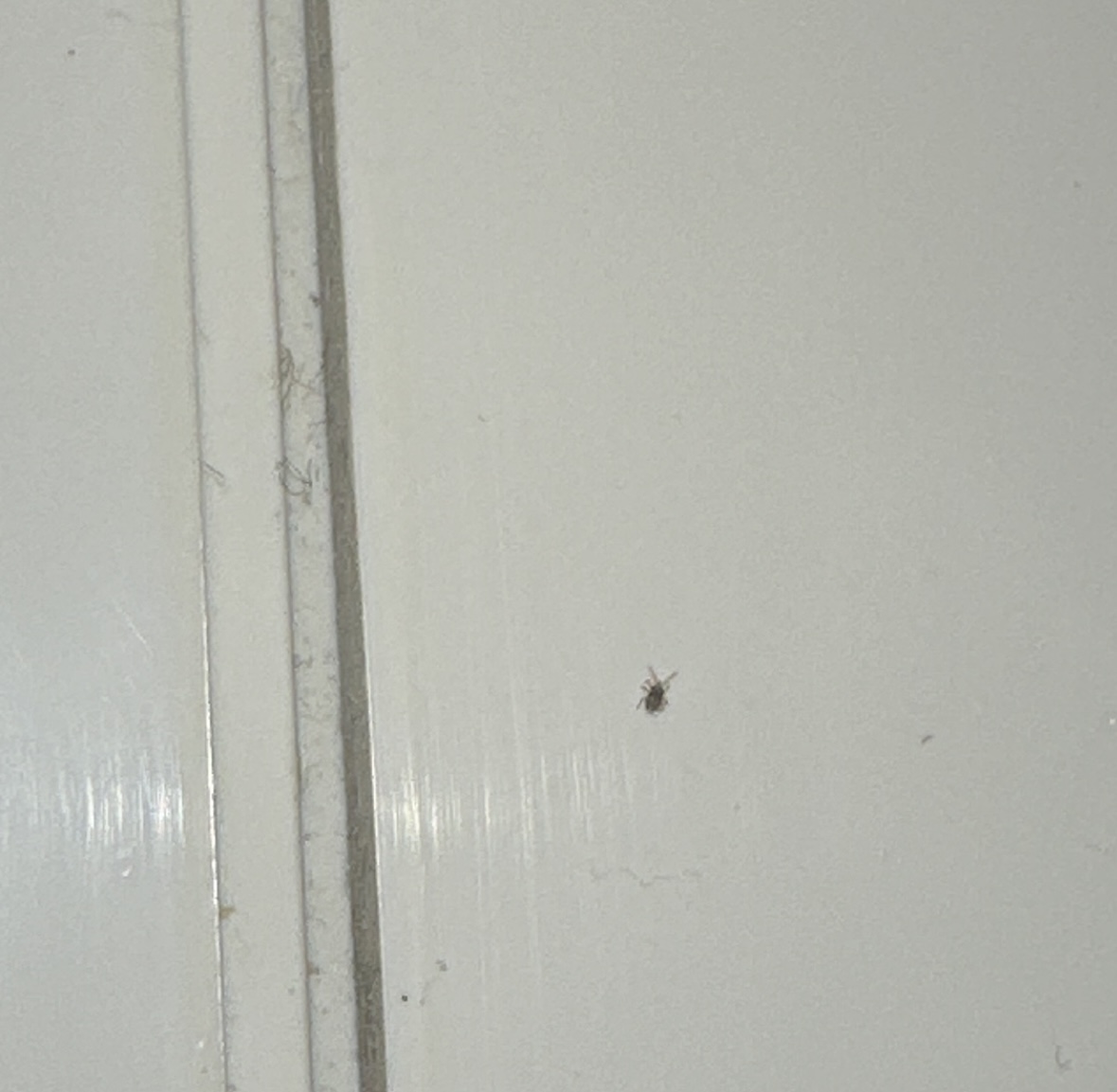 Piccolissimi animaletti che camminano: Mesostigmata Macronyssidae
