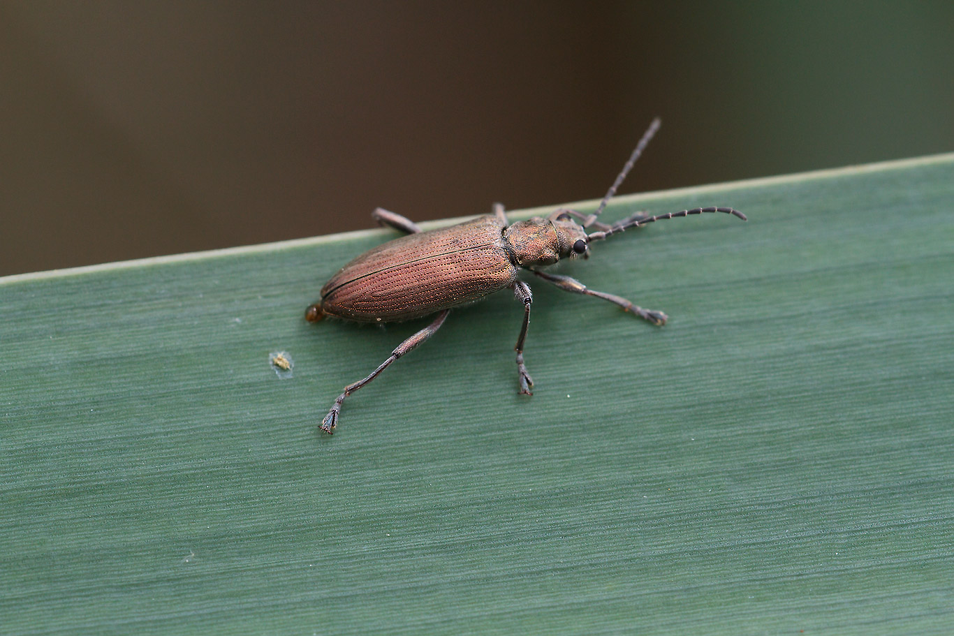 Chrysomelidae: Donacia thalassina