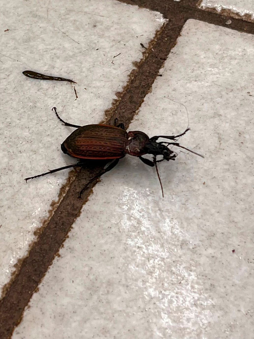 Carabidae: Carabus morbillosus