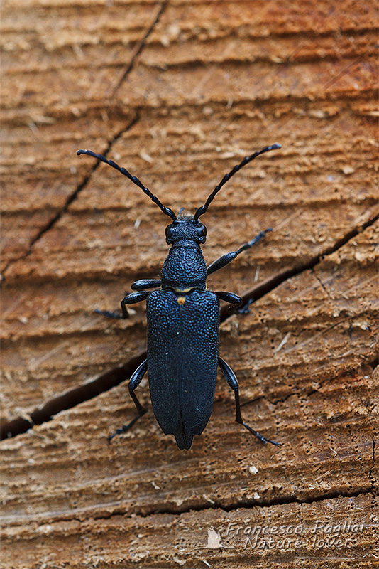 Cerambycidae: Stictoleptura scutellata scutellata