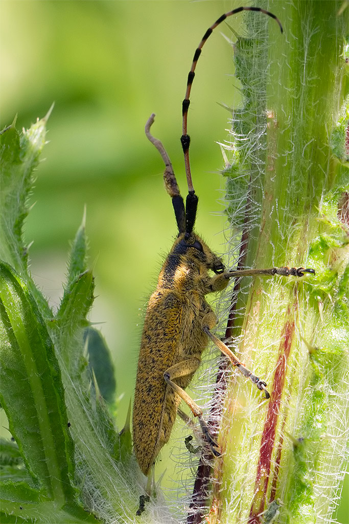 Agapanthia sicula malmerendii