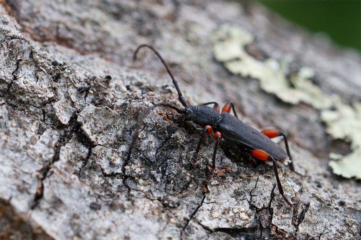 Ropalopus femoratus