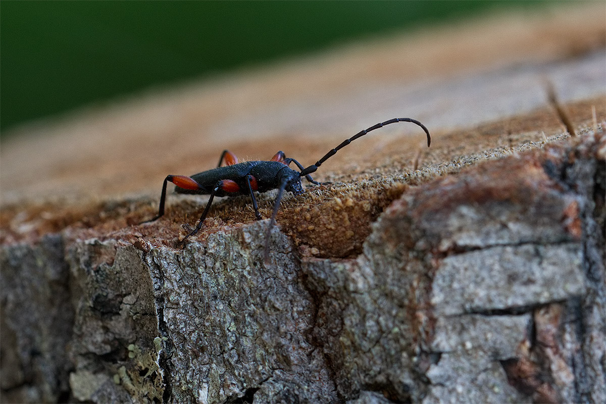 Ropalopus femoratus