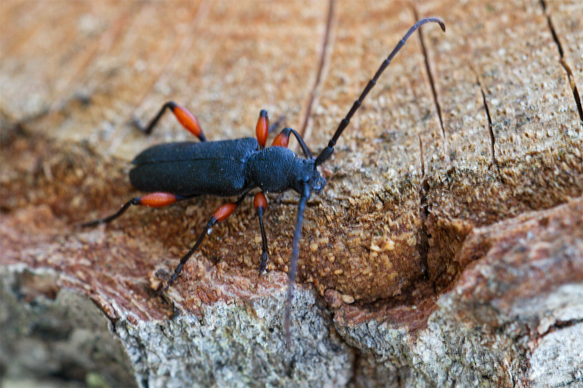 Ropalopus femoratus