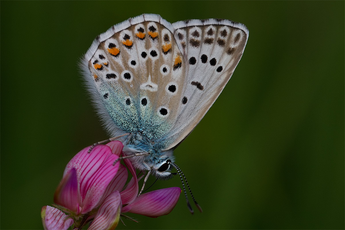 Lysandra hispana