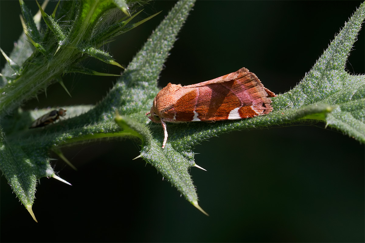 Da determinare: - Cosmia (Cosmia) diffinis