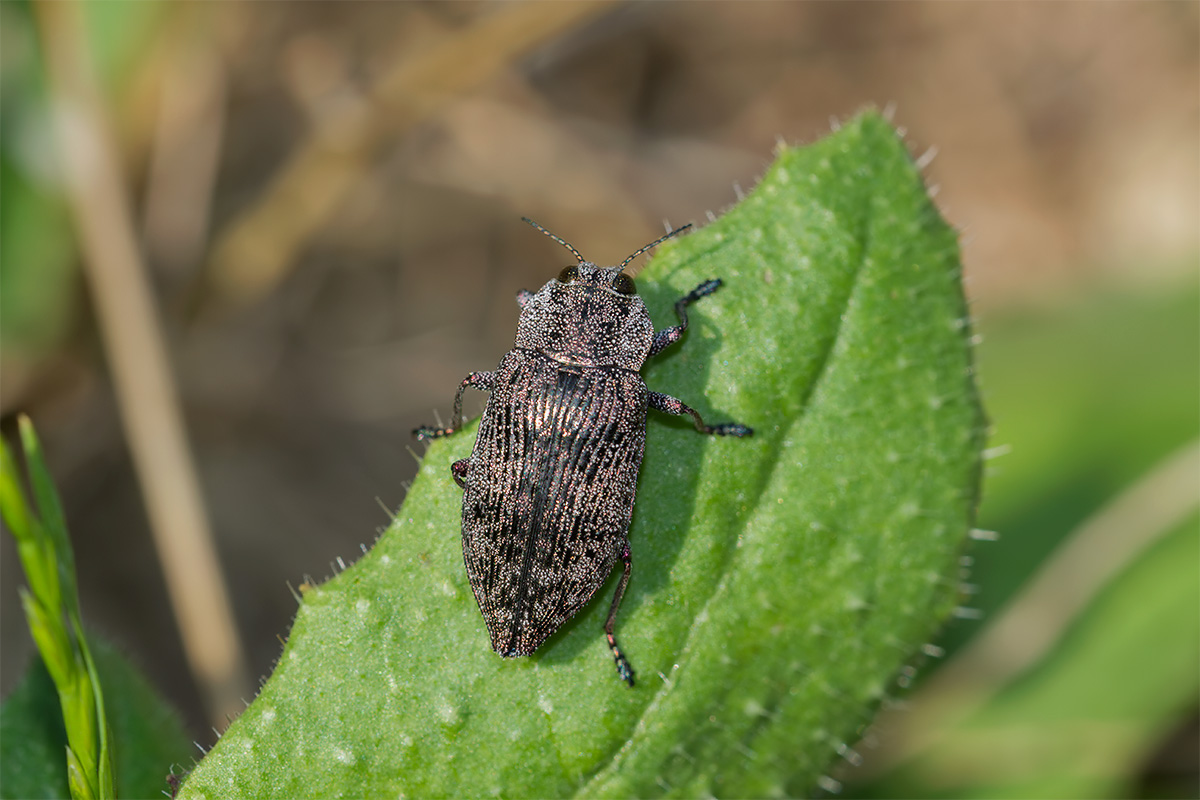 Poecilonota variolosa? no, Dicerca aenea