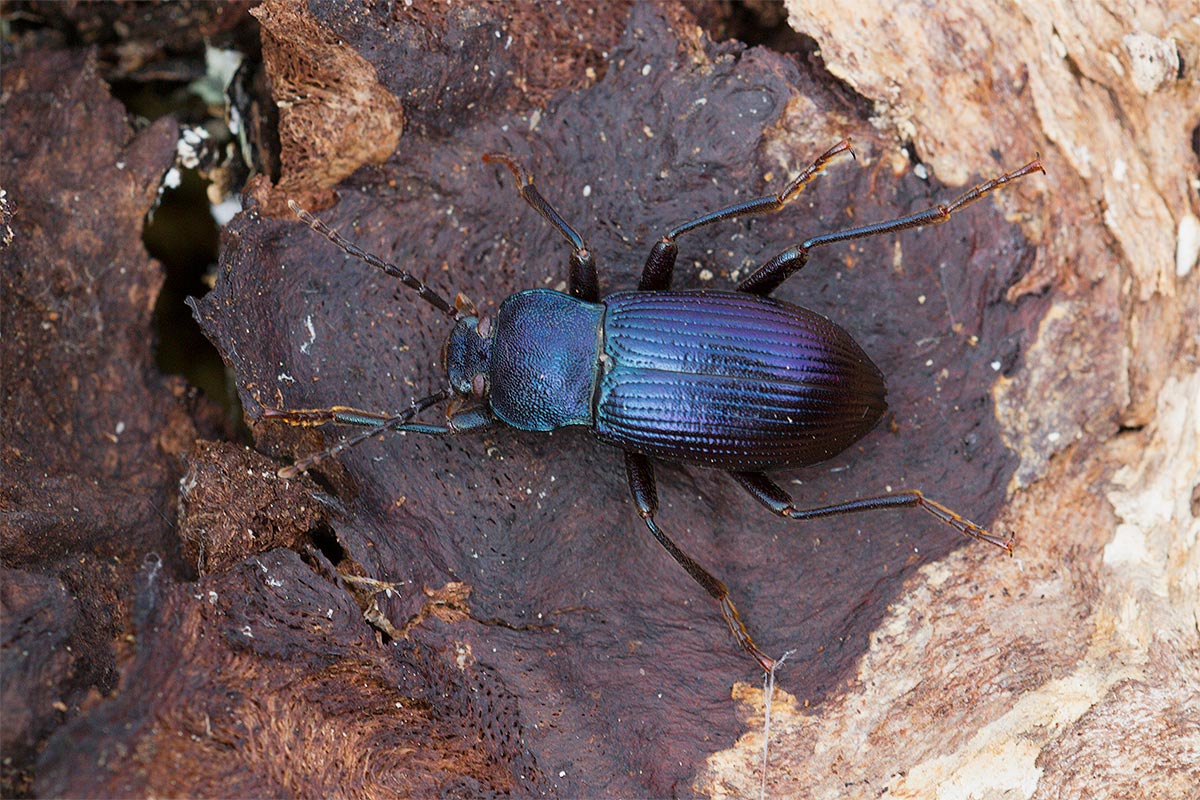 Un Carabidae subcorticolo... No. Helops coeruleus