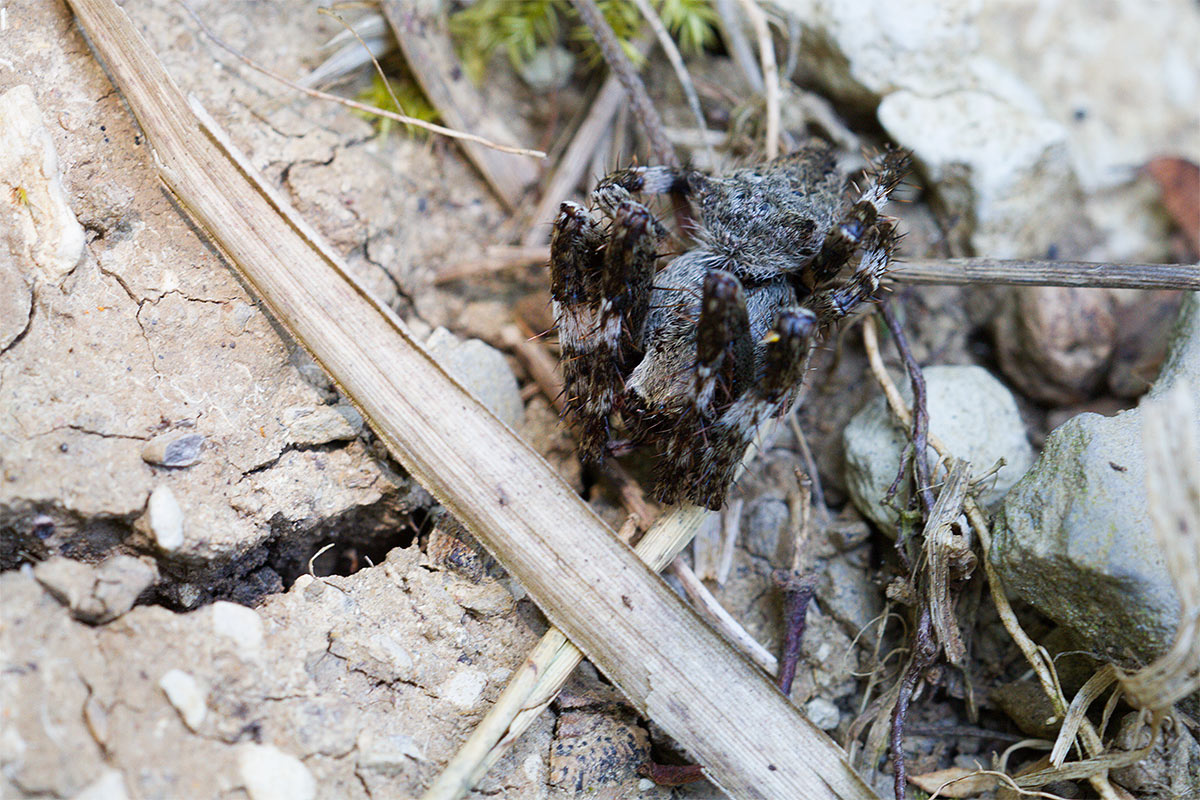 Araneus cf. angulatus - Morello (FI)