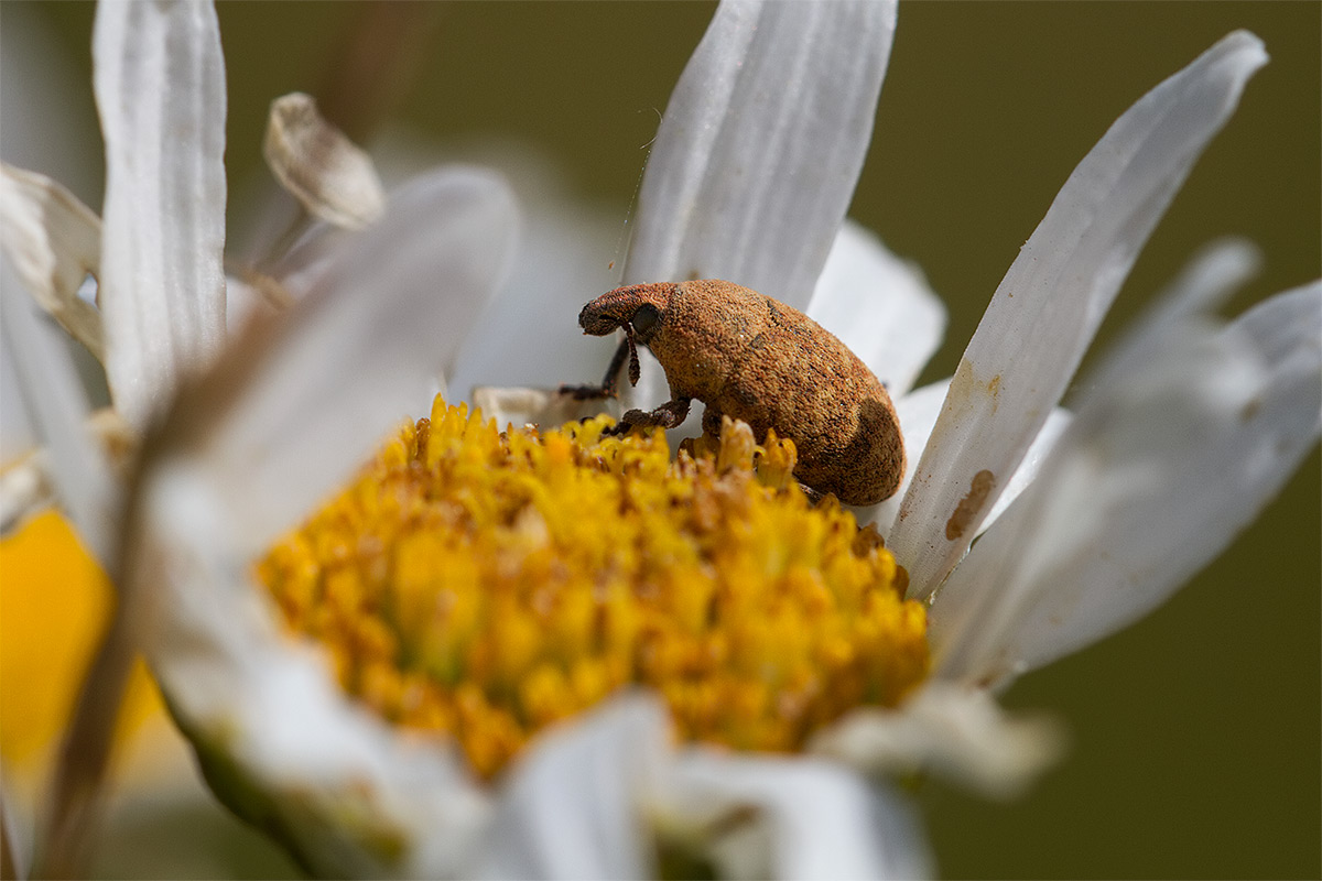 Un Curculionide floricolo - Larinus cfr. obtusus