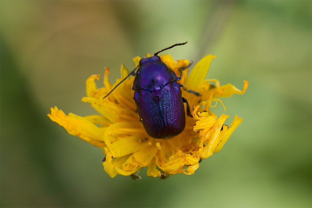 Cryptocephalus zambanellus