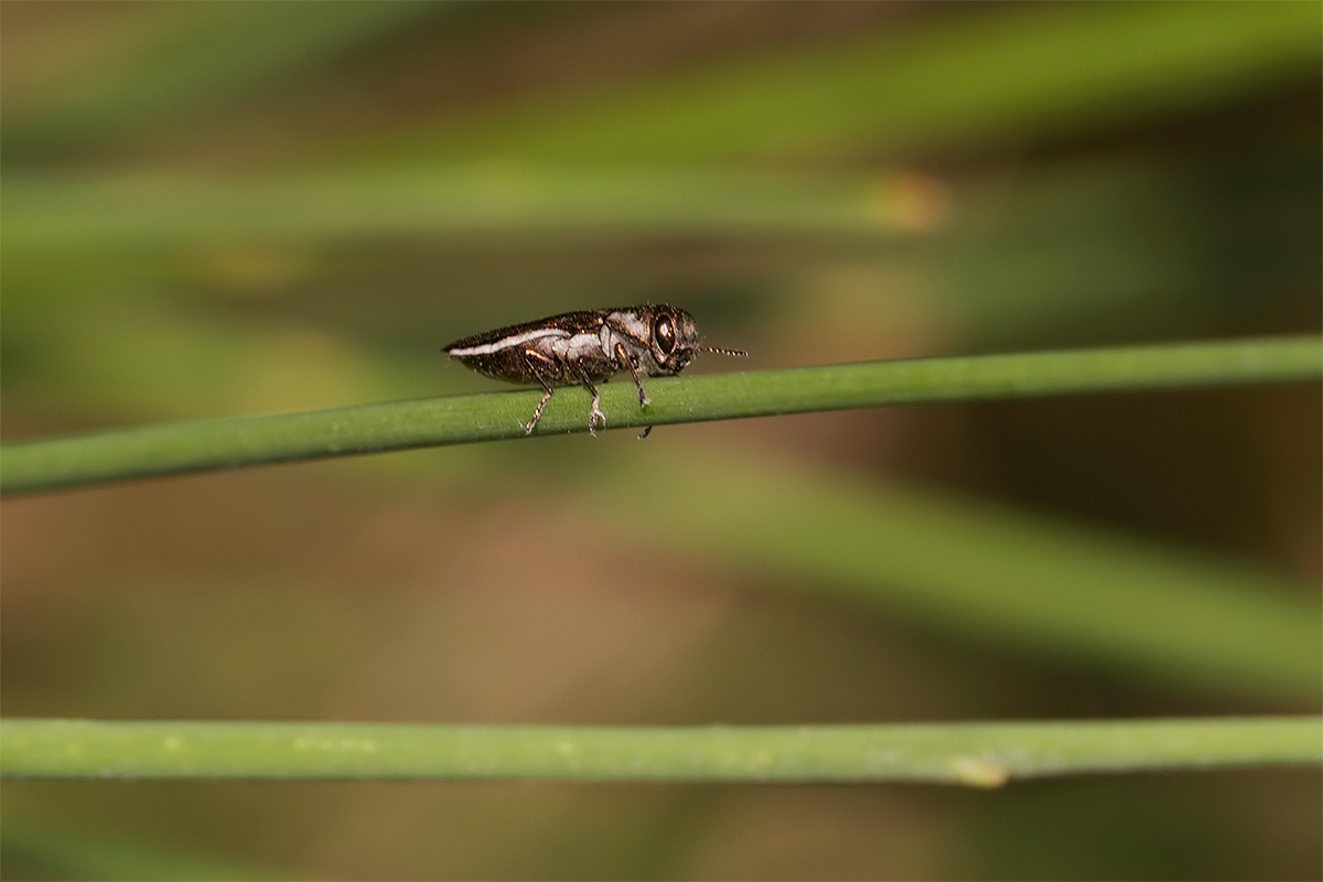 Agrilus albomarginatus