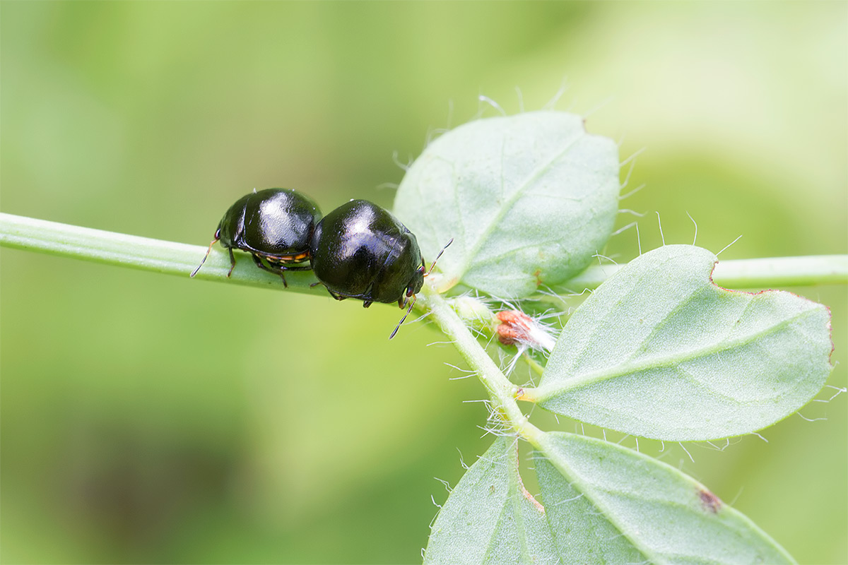 Crisomelide? No. Coptosoma scutellatum