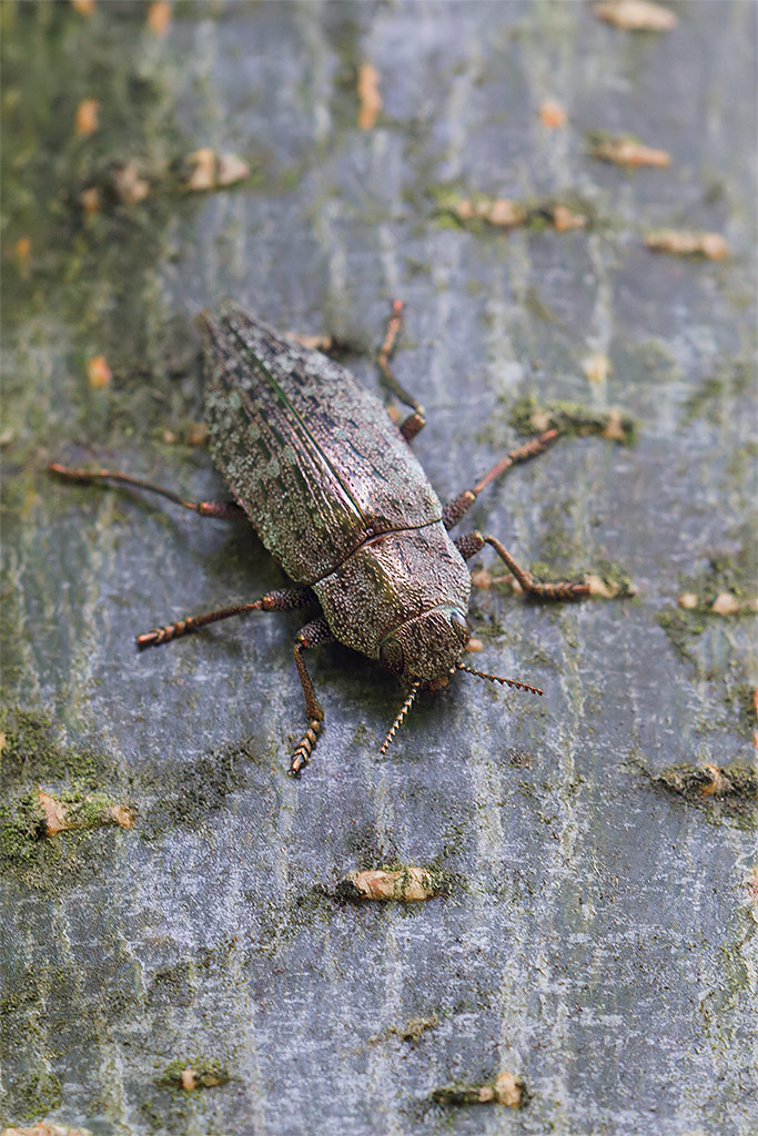 Dicerca alni
