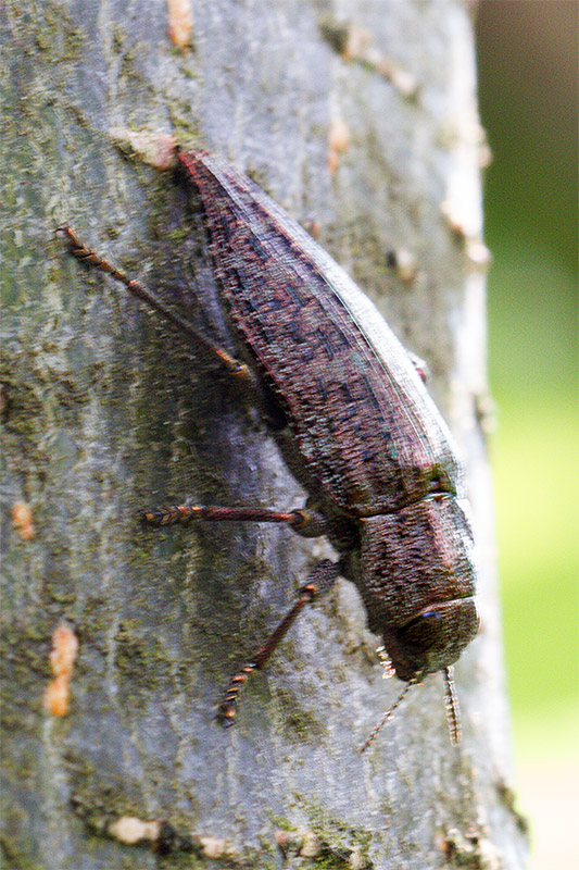 Dicerca alni