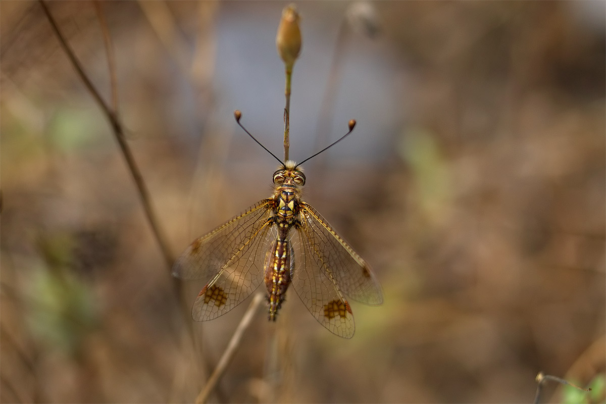 Deleproctophylla australis?