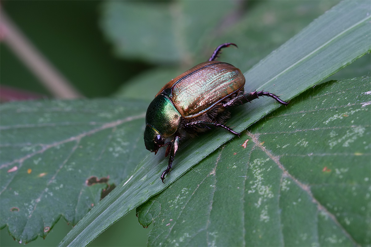 Uno scarabeide?