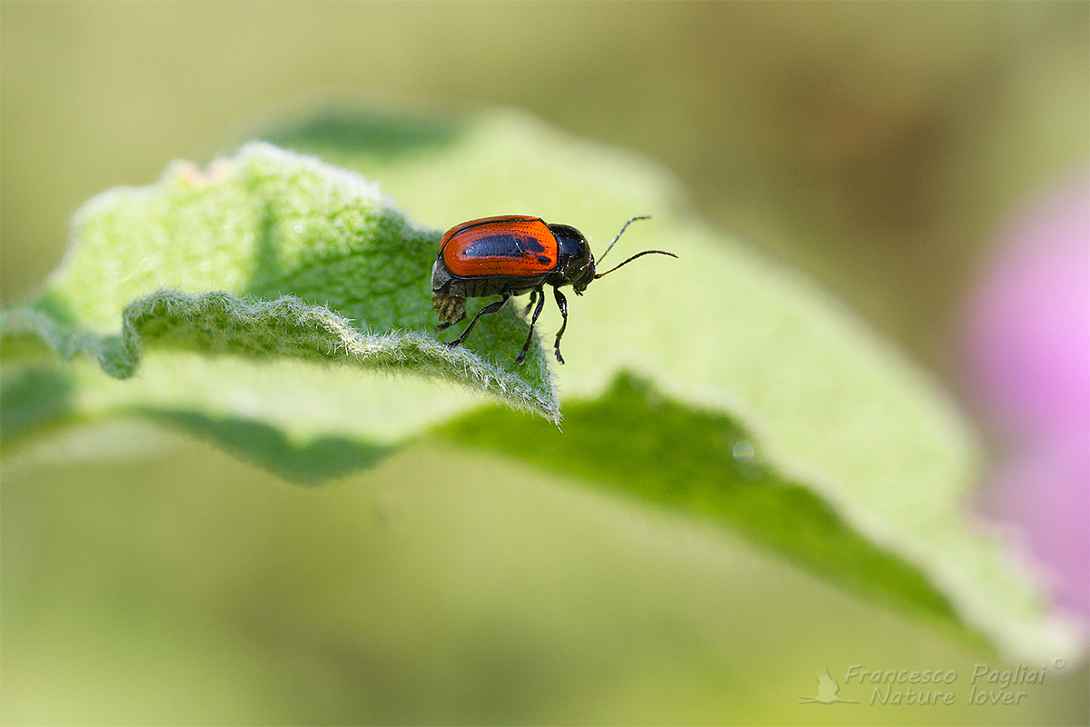 Cryptocephalus bipunctatus (Chrysomelidae) femmina con uova.