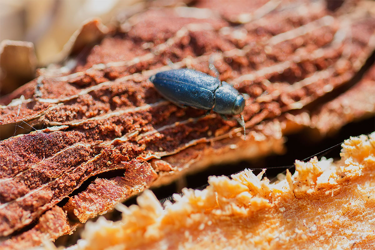 E'' determinabile? - Phaenops cyanea (Buprestidae)