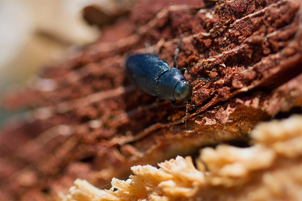E'' determinabile? - Phaenops cyanea (Buprestidae)