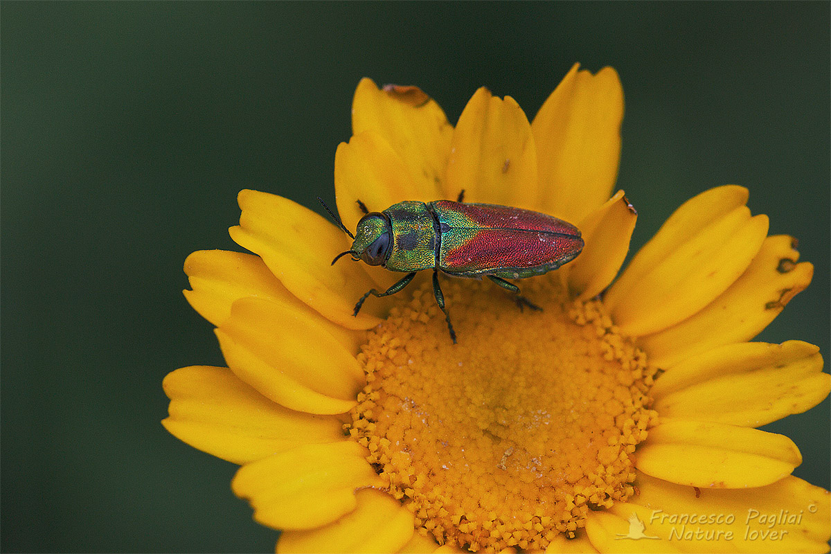 Anthaxia passerinii? S, Buprestidae