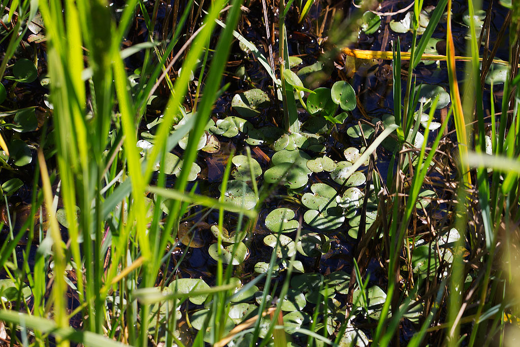 Heteranthera reniformis / Eterantera