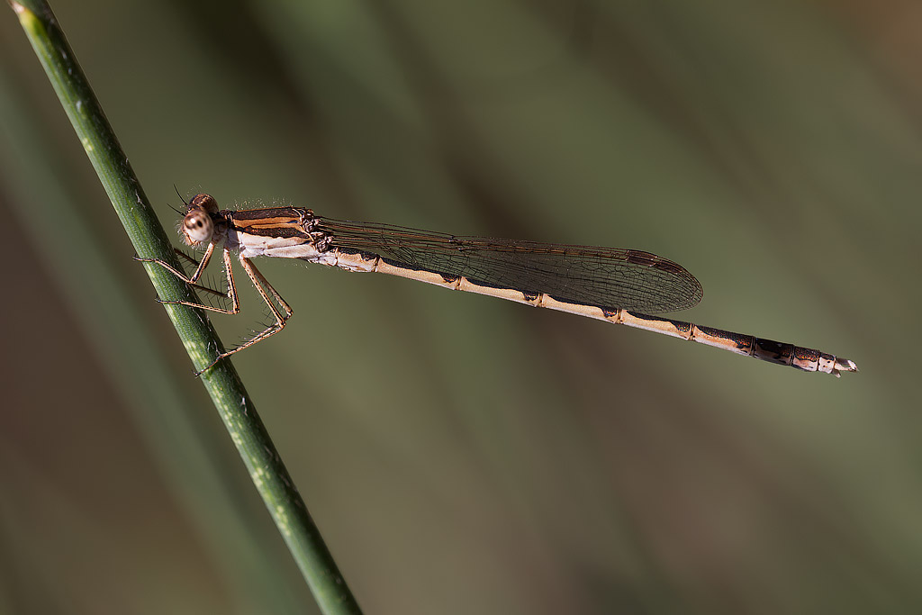 Simpecma fusca