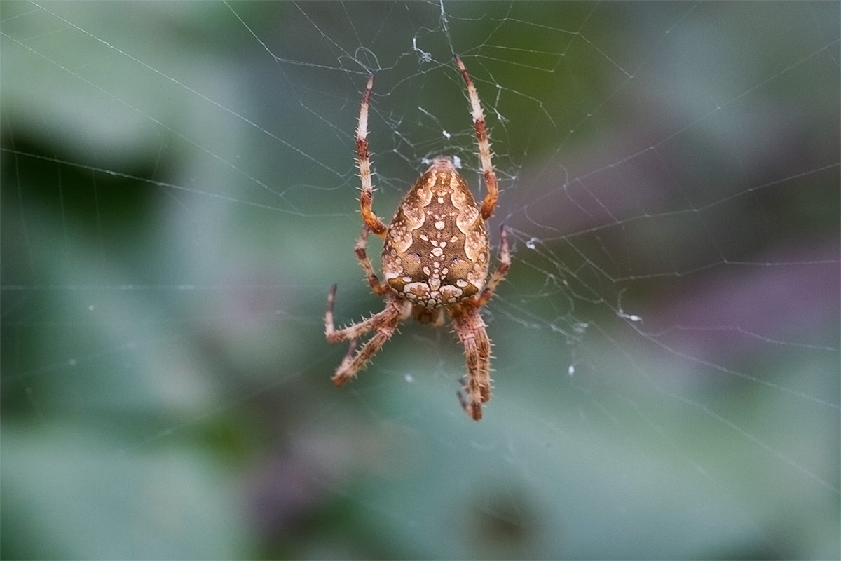 Araneus marmoreus; Araneus diadematus - Fucecchio (FI)