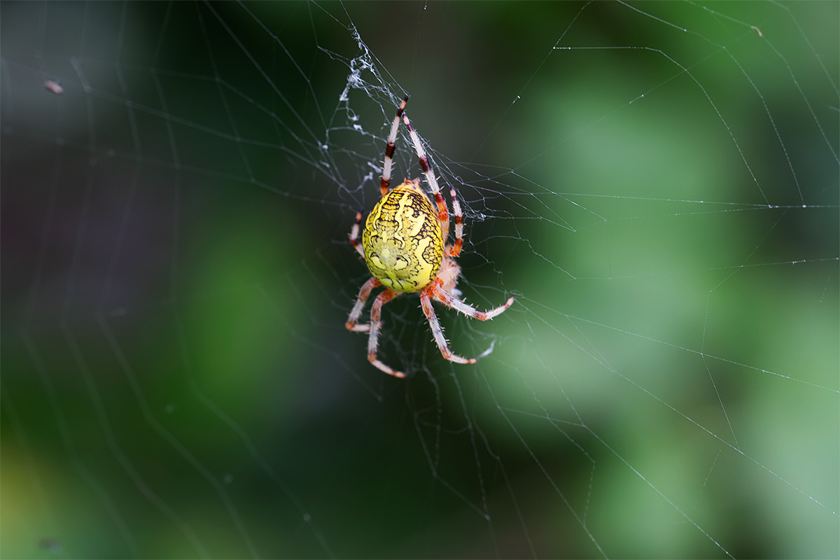 Araneus marmoreus; Araneus diadematus - Fucecchio (FI)