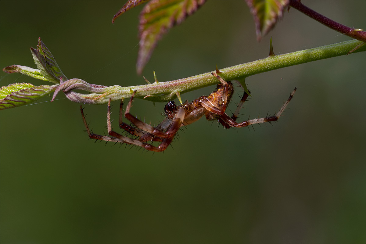 Araneus marmoreus - Fucecchio (FI)