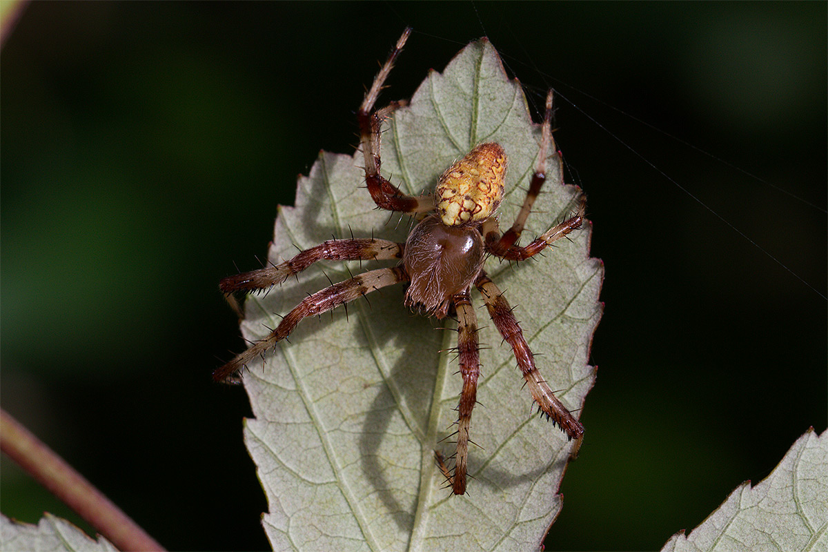 Araneus marmoreus - Fucecchio (FI)