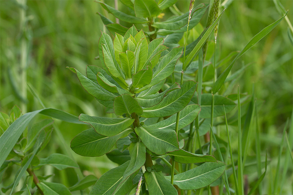 Euphorbia palustris?