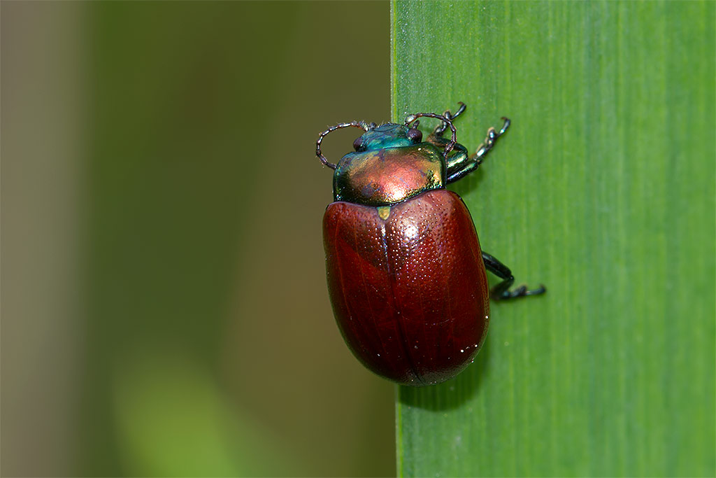 Chrysolina polita?