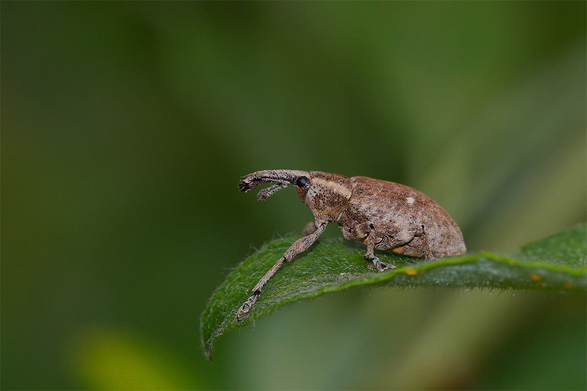 Bagous? no, Lepyrus palustris