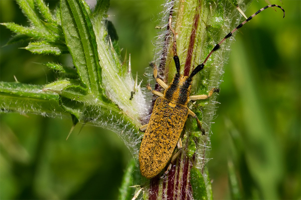 Agapanthia sicula malmerendii