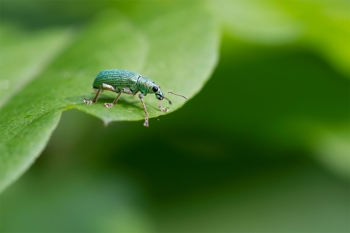 Un Polydrusus da determinare - Polydrusus formosus