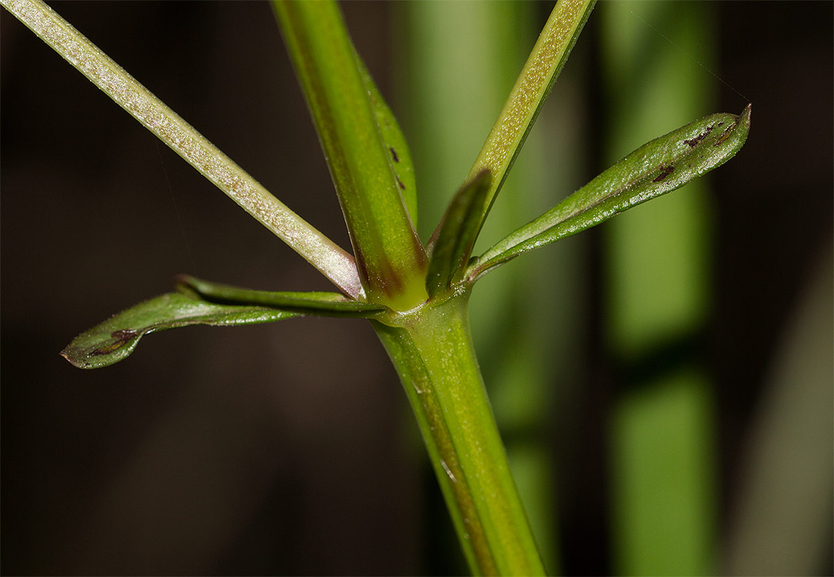 Galium elongatum?