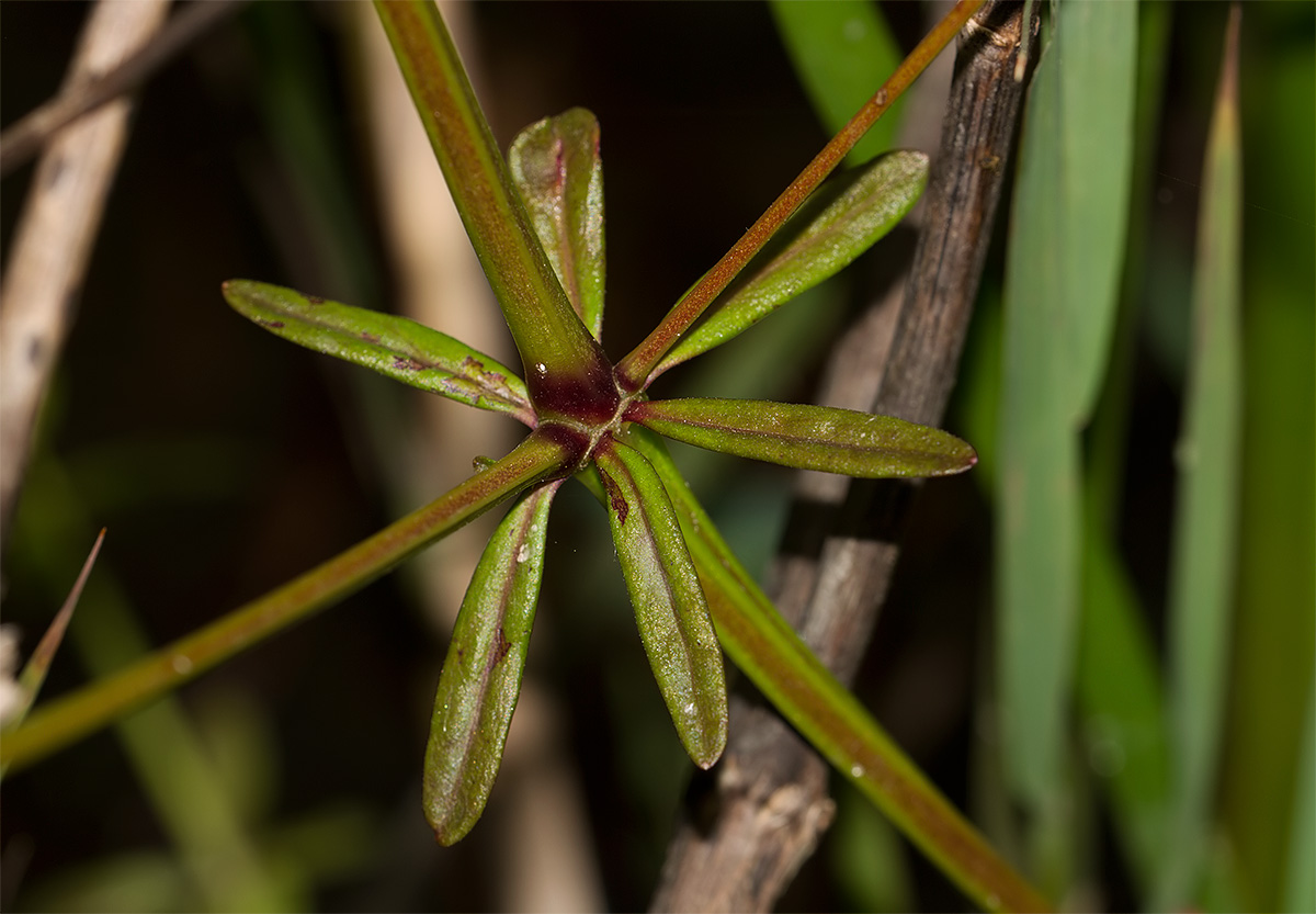 Galium elongatum?
