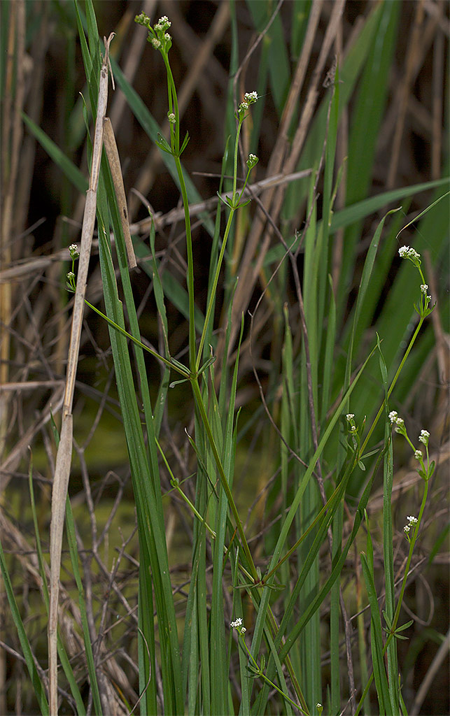 Galium elongatum?