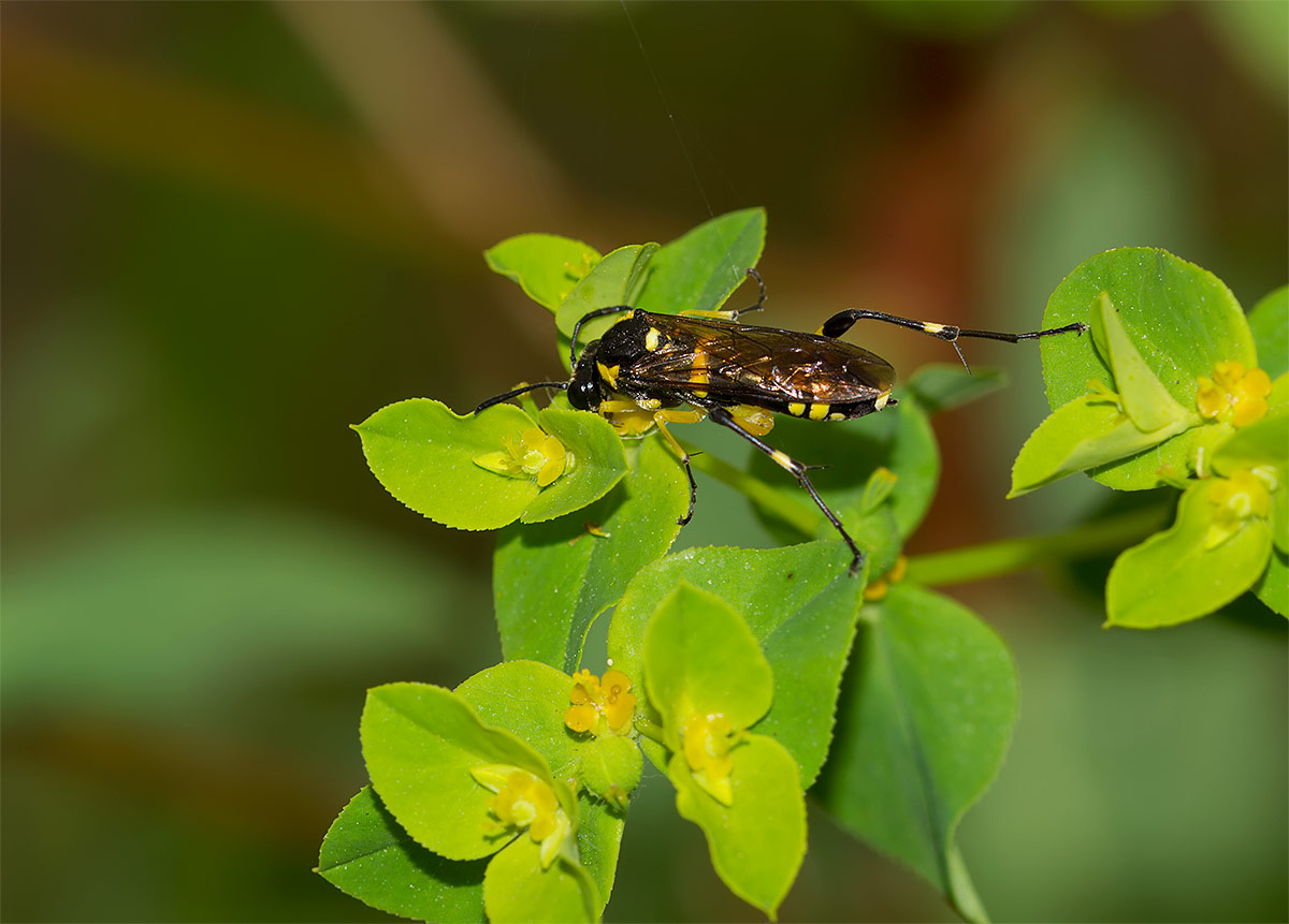 Tenthredinidae, Macrophya montana femmina (?)